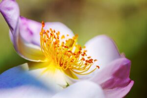 ワキガ治療におけるミラドライの保証内容とは？