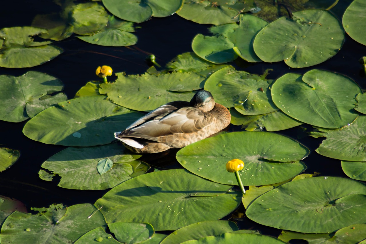 ワキガ対策に効果的な市販のクリームはどれ？