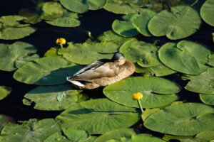 ワキガ対策に最適なスプレーのおすすめは？