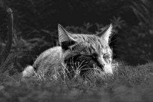ワキガが睡眠に与える影響とその対策は？